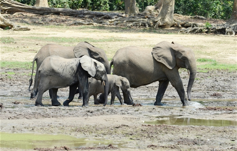 2  Cristian Samper_5532ac_African Forest Elephants Dzanga Bai Dzanga-Sangha_CAF_01 23 13_hr